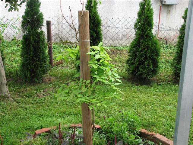 glicinija